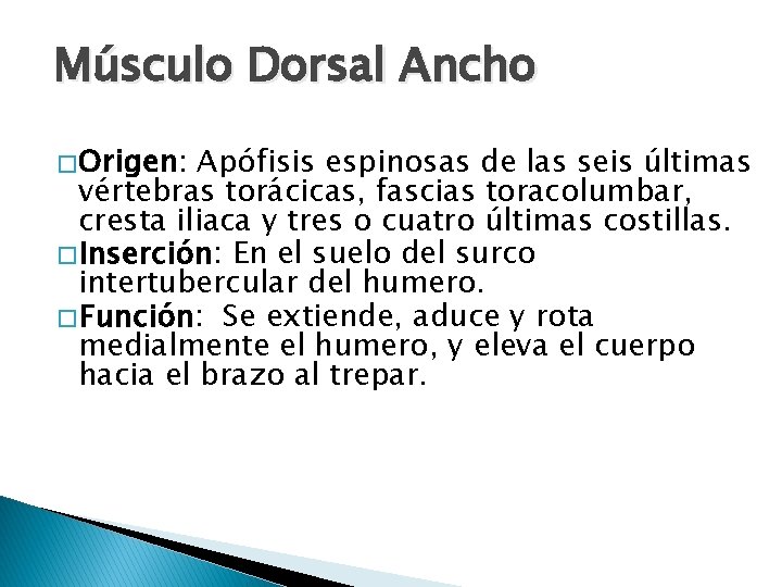 Músculo Dorsal Ancho � Origen: Apófisis espinosas de las seis últimas vértebras torácicas, fascias