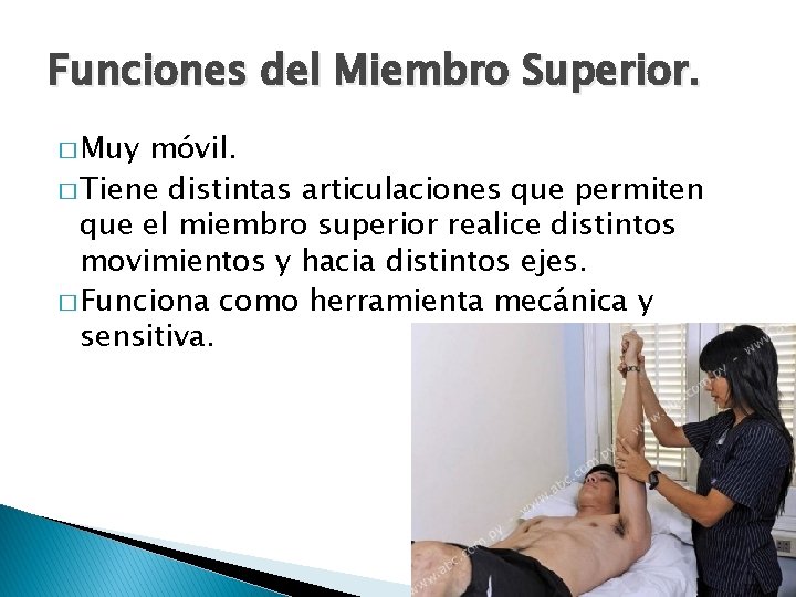 Funciones del Miembro Superior. � Muy móvil. � Tiene distintas articulaciones que permiten que