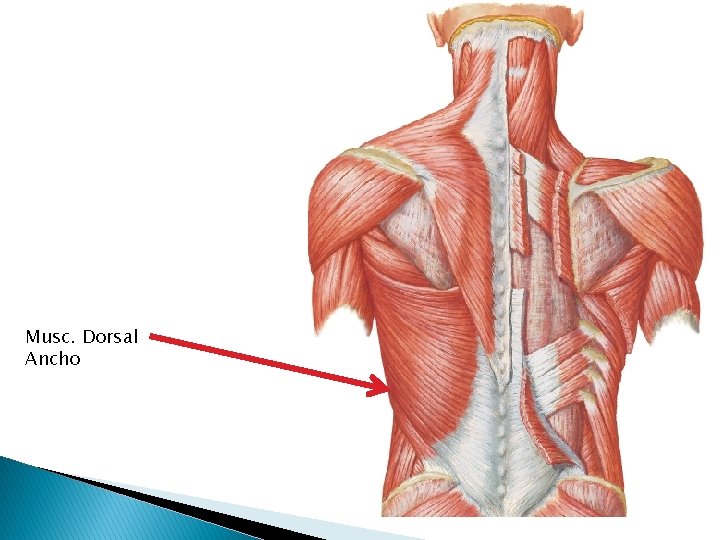 Musc. Dorsal Ancho 