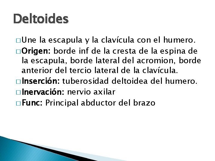 Deltoides � Une la escapula y la clavícula con el humero. � Origen: borde