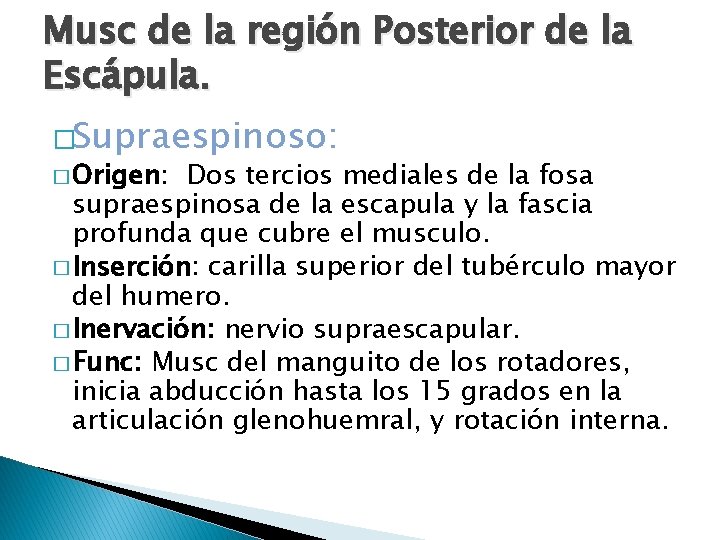 Musc de la región Posterior de la Escápula. �Supraespinoso: � Origen: Dos tercios mediales