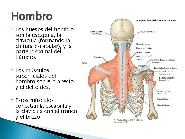 Hombro � � � Los huesos del hombro son la escápula, la clavícula (formando