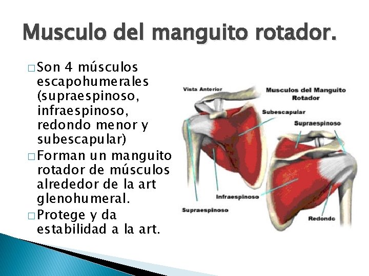 Musculo del manguito rotador. � Son 4 músculos escapohumerales (supraespinoso, infraespinoso, redondo menor y