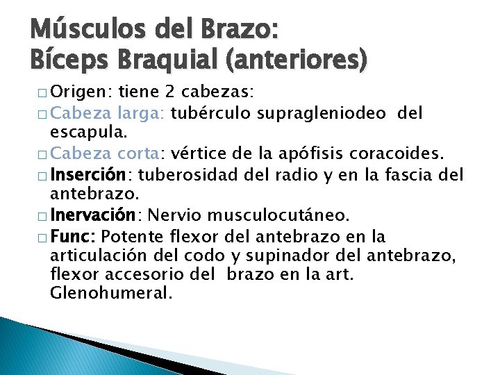 Músculos del Brazo: Bíceps Braquial (anteriores) � Origen: tiene 2 cabezas: � Cabeza larga: