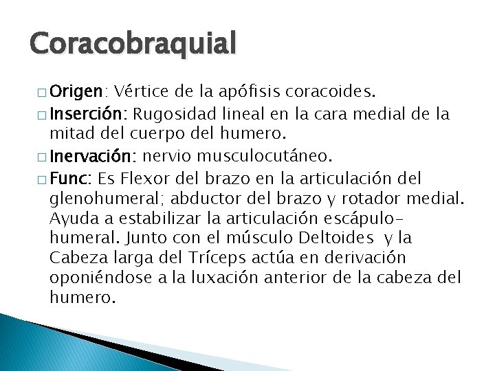 Coracobraquial � Origen: Vértice de la apófisis coracoides. � Inserción: Rugosidad lineal en la