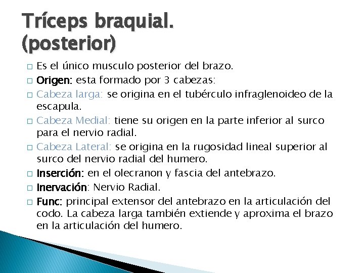 Tríceps braquial. (posterior) � � � � Es el único musculo posterior del brazo.