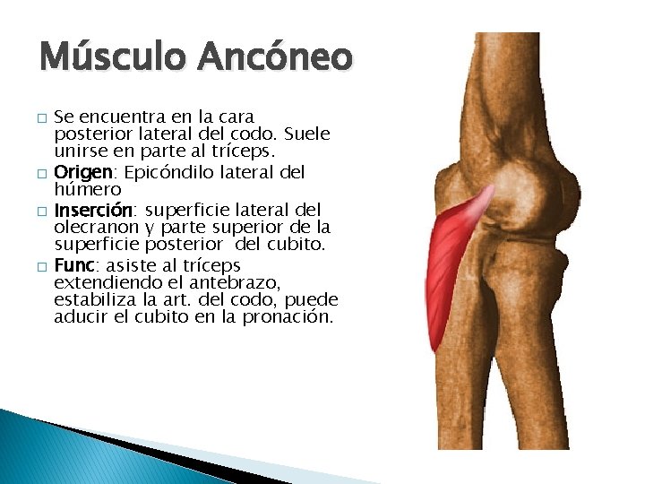 Músculo Ancóneo � � Se encuentra en la cara posterior lateral del codo. Suele