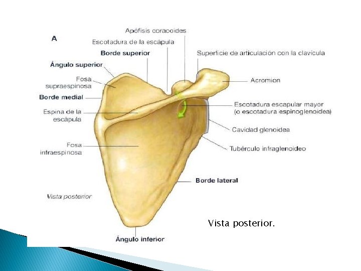 Vista posterior. 