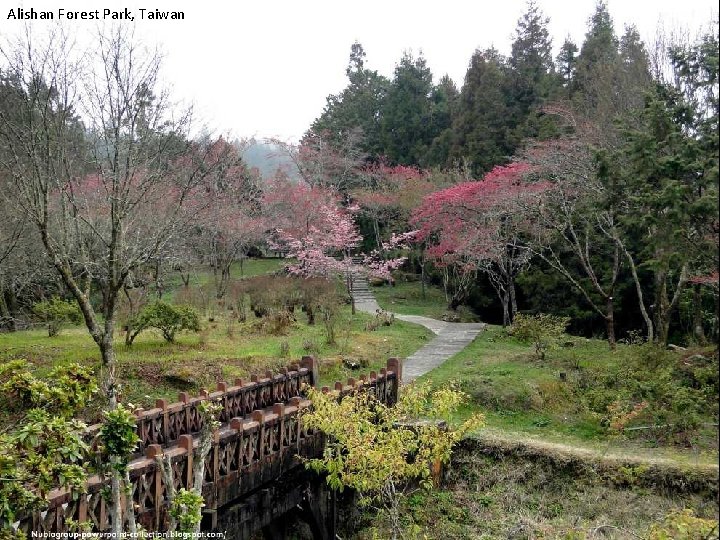 Alishan Forest Park, Taiwan 