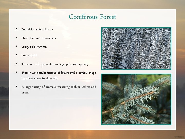 Coniferous Forest • Found in central Russia. • Short, but warm summers. • Long,