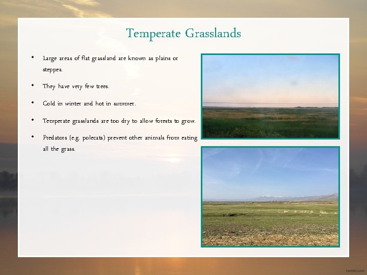 Temperate Grasslands • Large areas of flat grassland are known as plains or steppes.