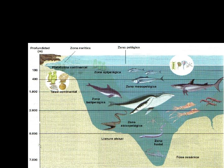 Zonación vertical y horizontal en el mar 