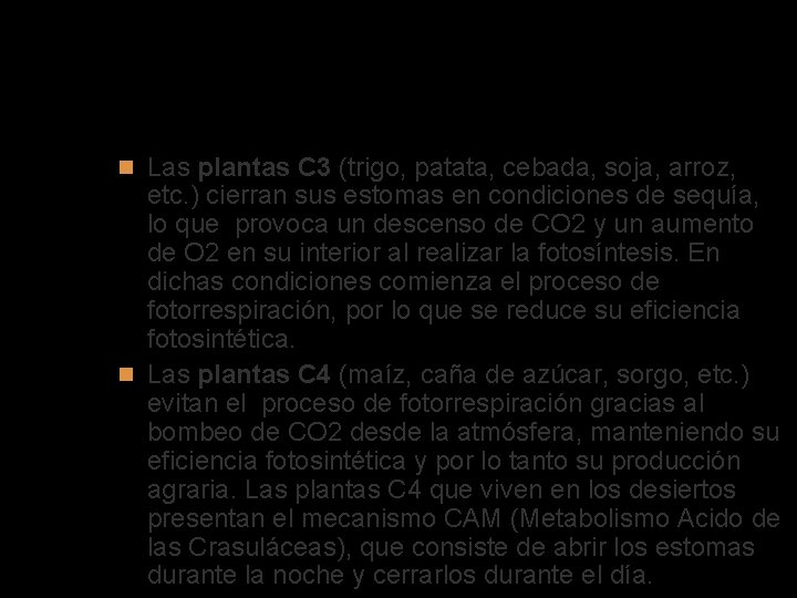 Fotosíntesis y fotorrespiración Las plantas C 3 (trigo, patata, cebada, soja, arroz, etc. )