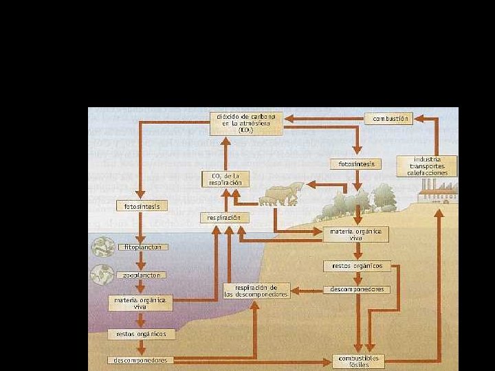 Ciclo del carbono 