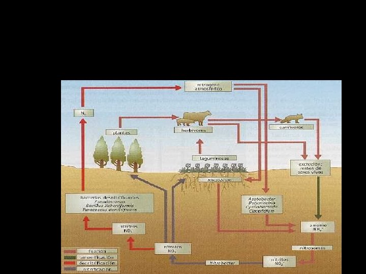 Ciclo del nitrógeno 