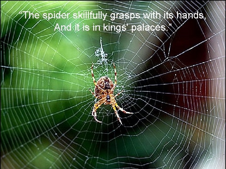 “The spider skillfully grasps with its hands, And it is in kings' palaces. ”