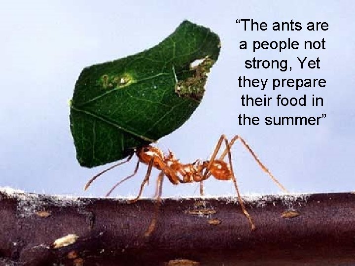 “The ants are a people not strong, Yet they prepare their food in the