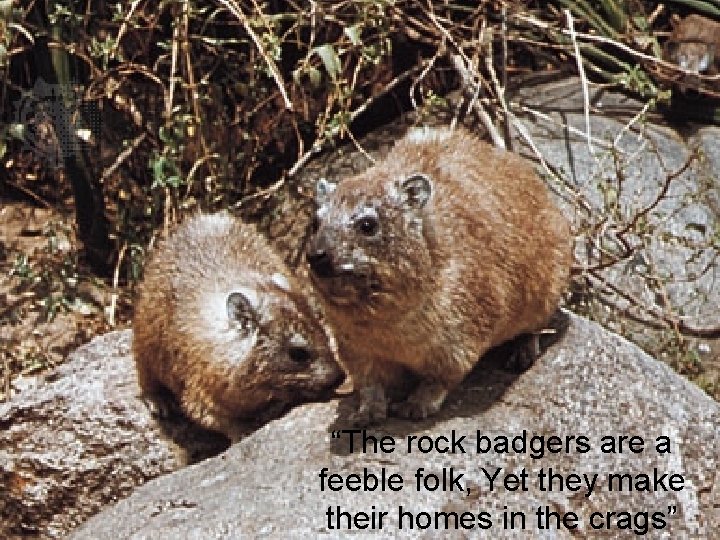 “The rock badgers are a feeble folk, Yet they make their homes in the