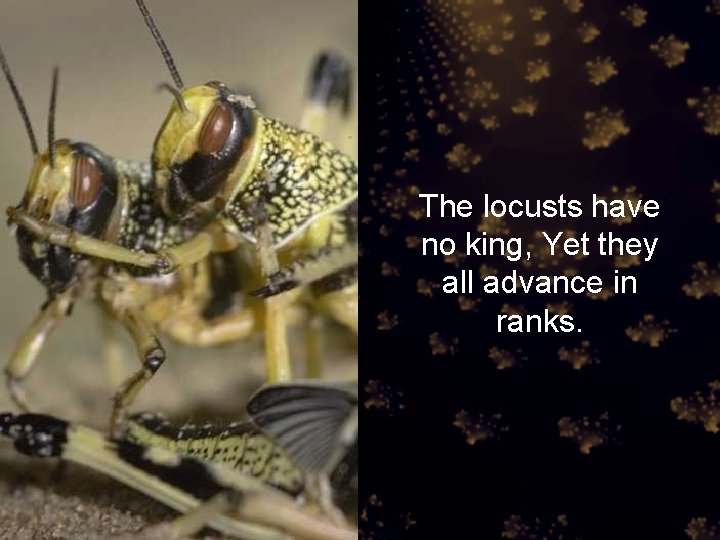 The locusts have no king, Yet they all advance in ranks. 