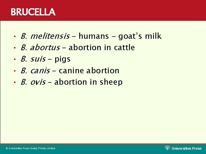 BRUCELLA • • • B. melitensis – humans – goat’s milk B. abortus –