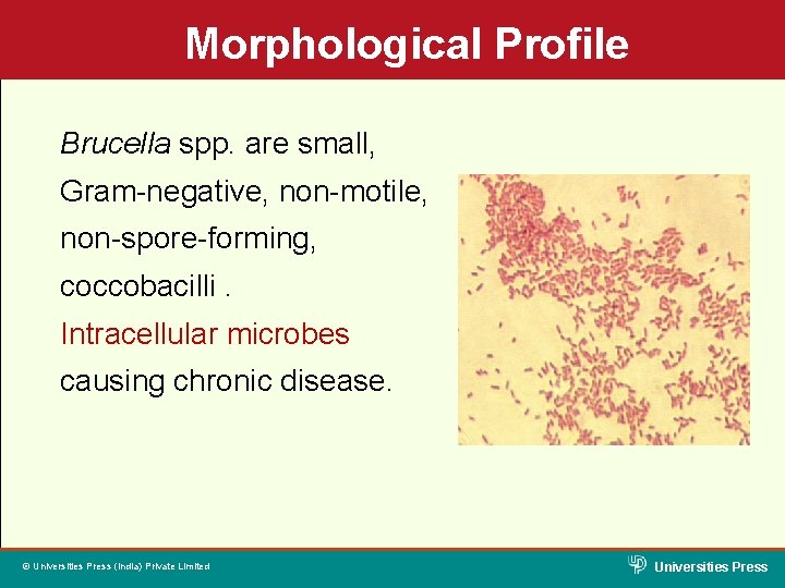 Morphological Profile Brucella spp. are small, Gram-negative, non-motile, non-spore-forming, coccobacilli. Intracellular microbes causing chronic