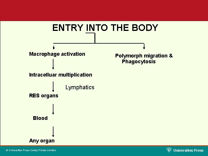 ENTRY INTO THE BODY Macrophage activation Polymorph migration & Phagocytosis Intracelluar multiplication Lymphatics RES