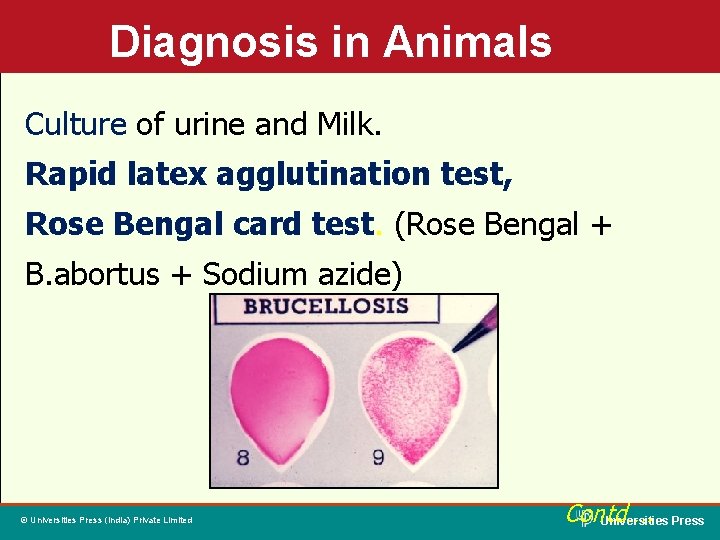 Diagnosis in Animals Culture of urine and Milk. Rapid latex agglutination test, Rose Bengal