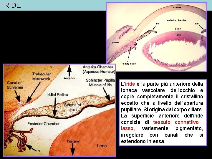 IRIDE L'iride è la parte più anteriore della tonaca vascolare dell'occhio e copre completamente