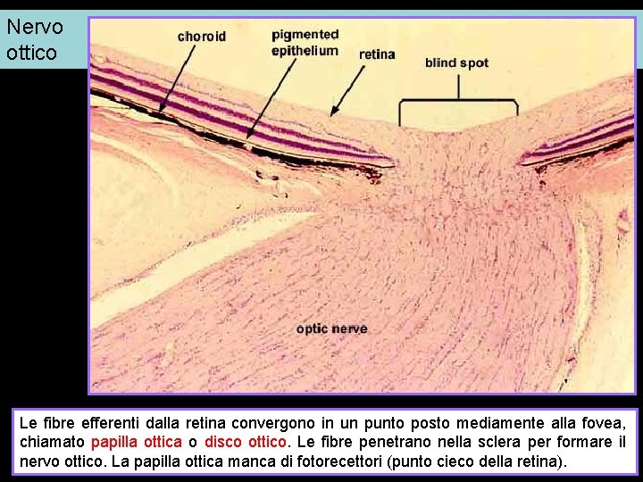 Nervo ottico Le fibre efferenti dalla retina convergono in un punto posto mediamente alla
