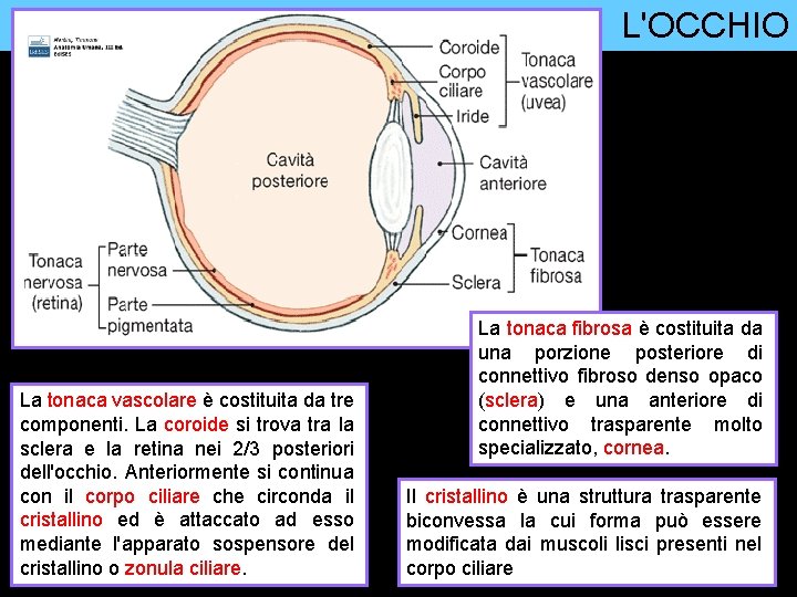 L'OCCHIO La tonaca vascolare è costituita da tre componenti. La coroide si trova tra