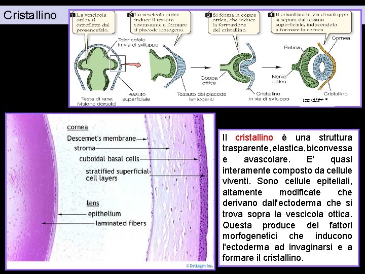 Cristallino Sadava et al. , “Biologia”, 3 E Edizioni Zanichelli Il cristallino è una