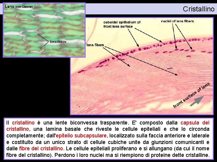 Cristallino Il cristallino è una lente biconvessa trasparente. E' composto dalla capsula del cristallino,