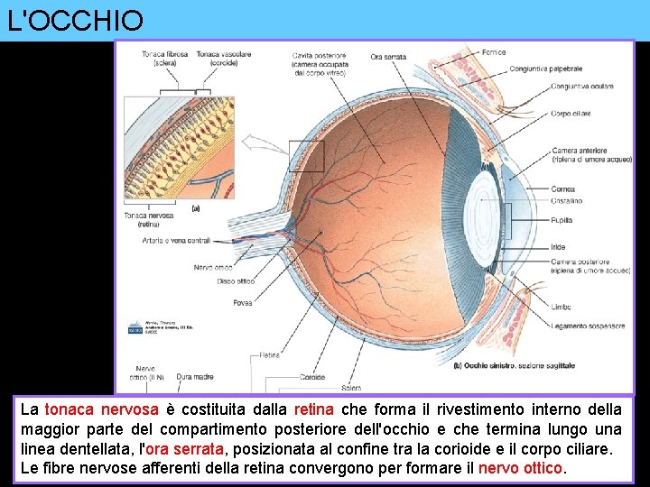 L'OCCHIO La tonaca nervosa è costituita dalla retina che forma il rivestimento interno della