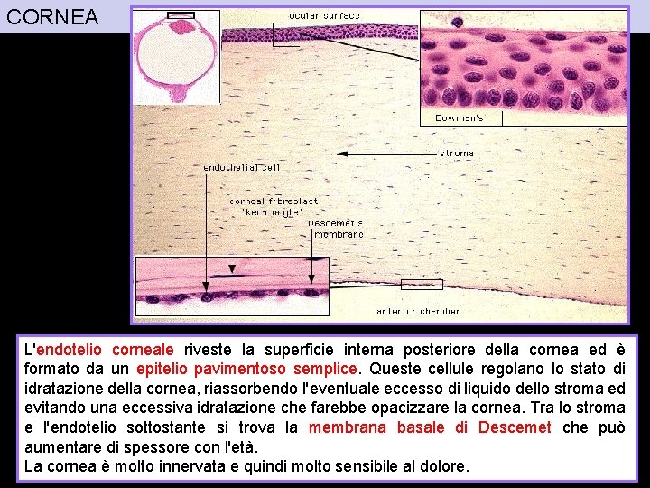 CORNEA L'endotelio corneale riveste la superficie interna posteriore della cornea ed è formato da