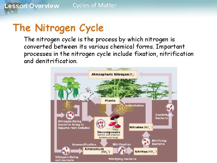 Lesson Overview Cycles of Matter The Nitrogen Cycle The nitrogen cycle is the process