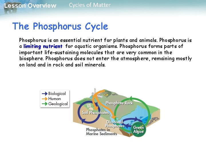 Lesson Overview Cycles of Matter The Phosphorus Cycle Phosphorus is an essential nutrient for