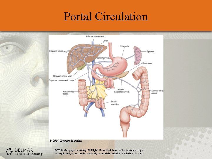 Portal Circulation © 2014 Cengage Learning. All Rights Reserved. May not be scanned, copied Portal Circulation © 2014 Cengage Learning. All Rights Reserved. May not be scanned, copied