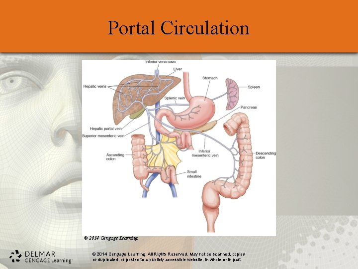 Portal Circulation © 2014 Cengage Learning. All Rights Reserved. May not be scanned, copied