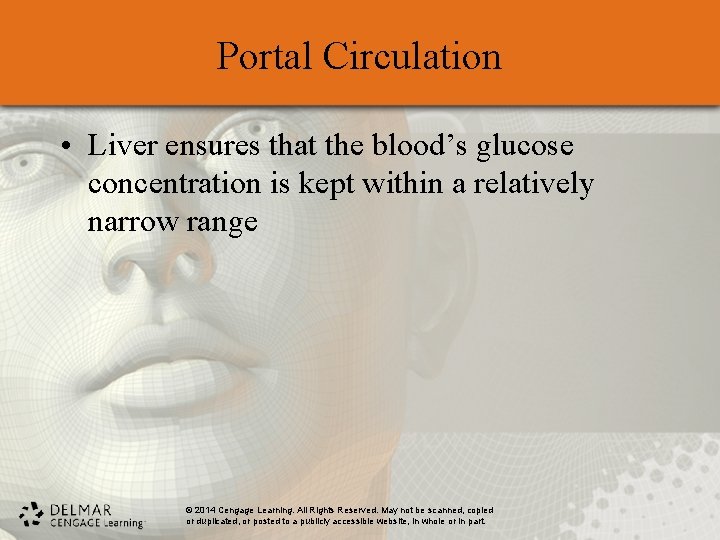 Portal Circulation • Liver ensures that the blood’s glucose concentration is kept within a