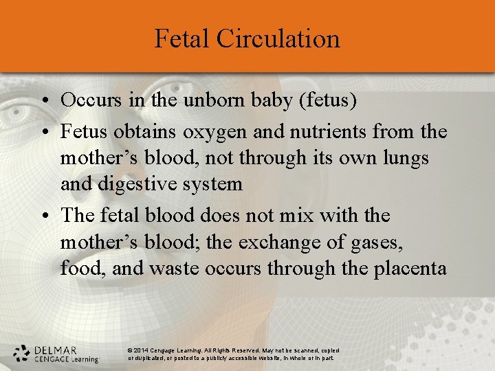 Fetal Circulation • Occurs in the unborn baby (fetus) • Fetus obtains oxygen and Fetal Circulation • Occurs in the unborn baby (fetus) • Fetus obtains oxygen and