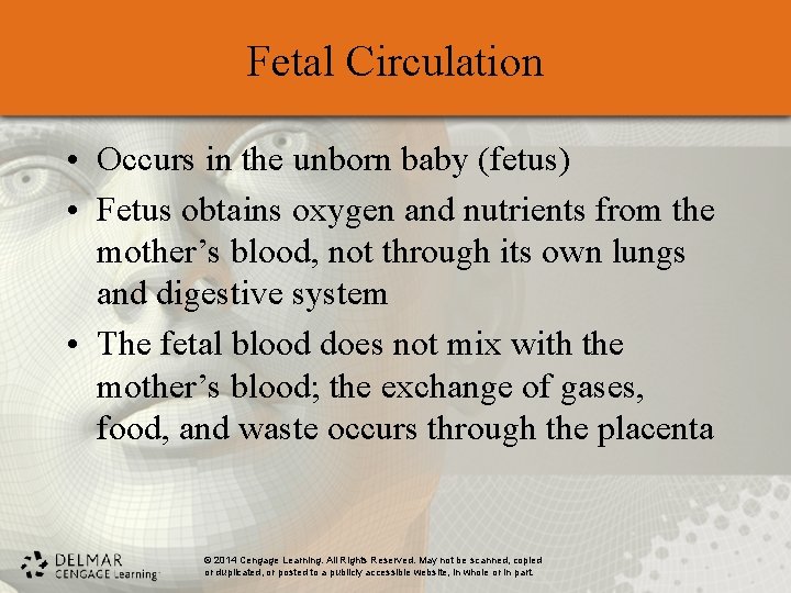 Fetal Circulation • Occurs in the unborn baby (fetus) • Fetus obtains oxygen and