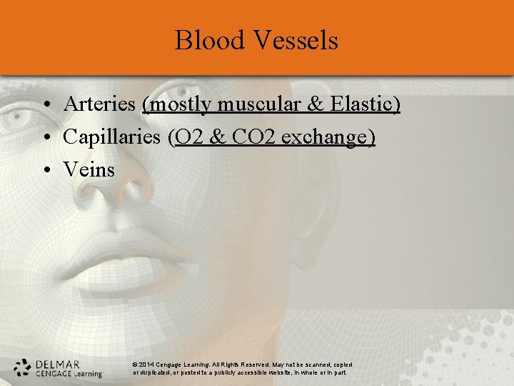 Blood Vessels • Arteries (mostly muscular & Elastic) • Capillaries (O 2 & CO