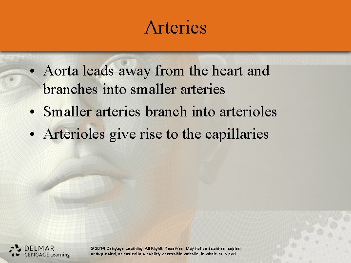 Arteries • Aorta leads away from the heart and branches into smaller arteries •