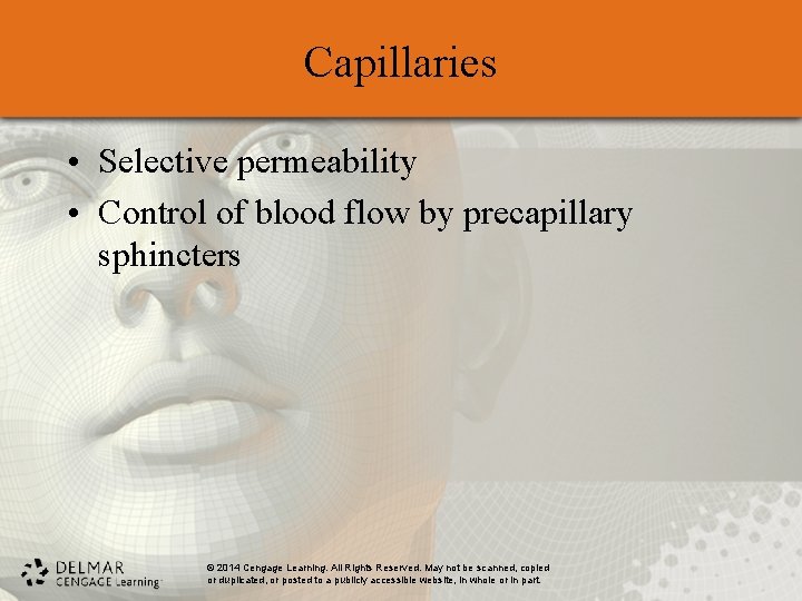 Capillaries • Selective permeability • Control of blood flow by precapillary sphincters © 2014