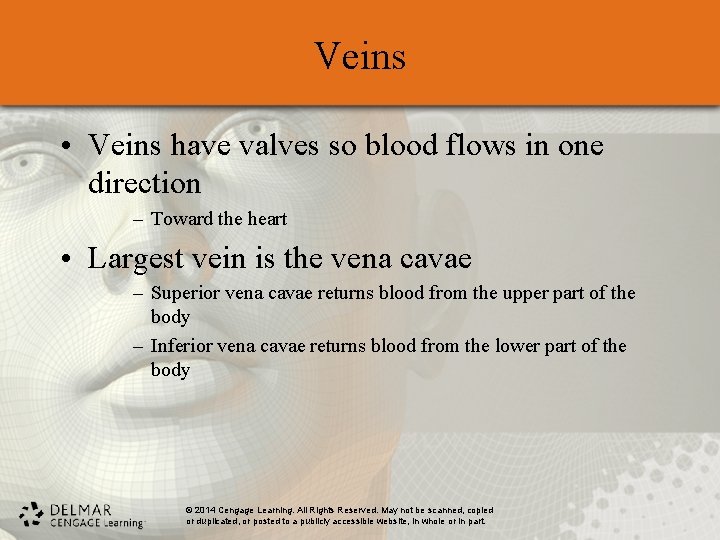 Veins • Veins have valves so blood flows in one direction – Toward the