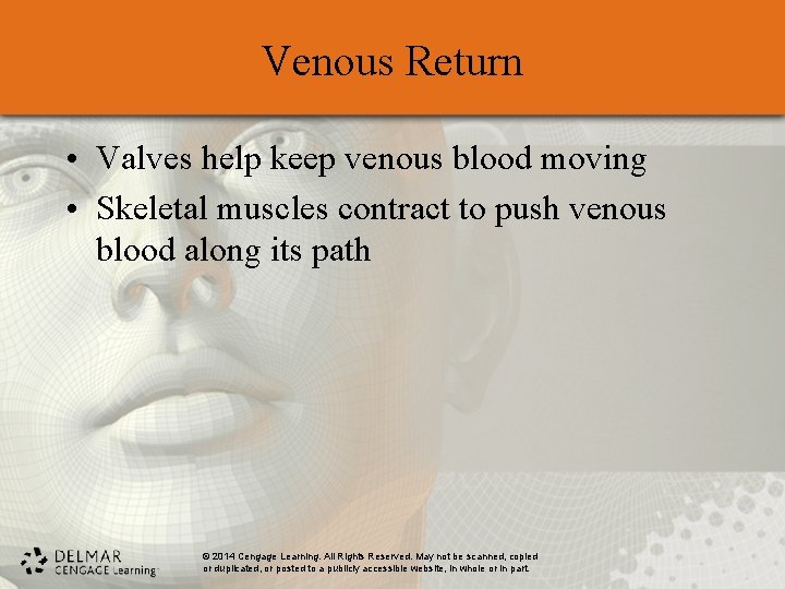 Venous Return • Valves help keep venous blood moving • Skeletal muscles contract to