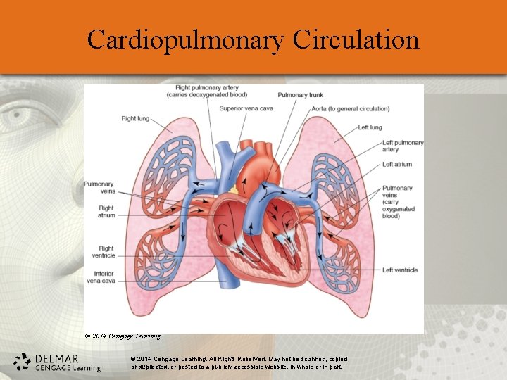 Cardiopulmonary Circulation © 2014 Cengage Learning. All Rights Reserved. May not be scanned, copied