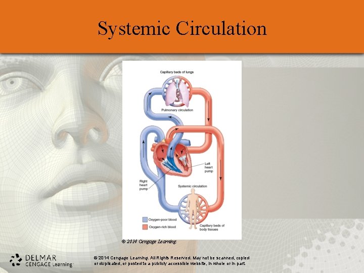 Systemic Circulation © 2014 Cengage Learning. All Rights Reserved. May not be scanned, copied Systemic Circulation © 2014 Cengage Learning. All Rights Reserved. May not be scanned, copied