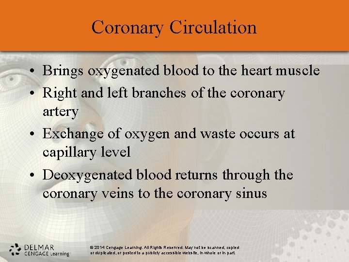 Coronary Circulation • Brings oxygenated blood to the heart muscle • Right and left