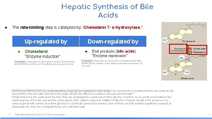 Hepatic Synthesis of Bile Acids ● The rate-limiting step is catalyzed by: Cholesterol 7